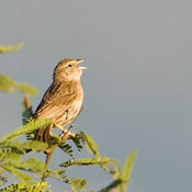 Cassin's Sparrow